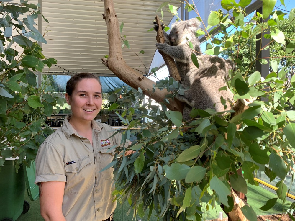 Australia Sydney Zoo koalas