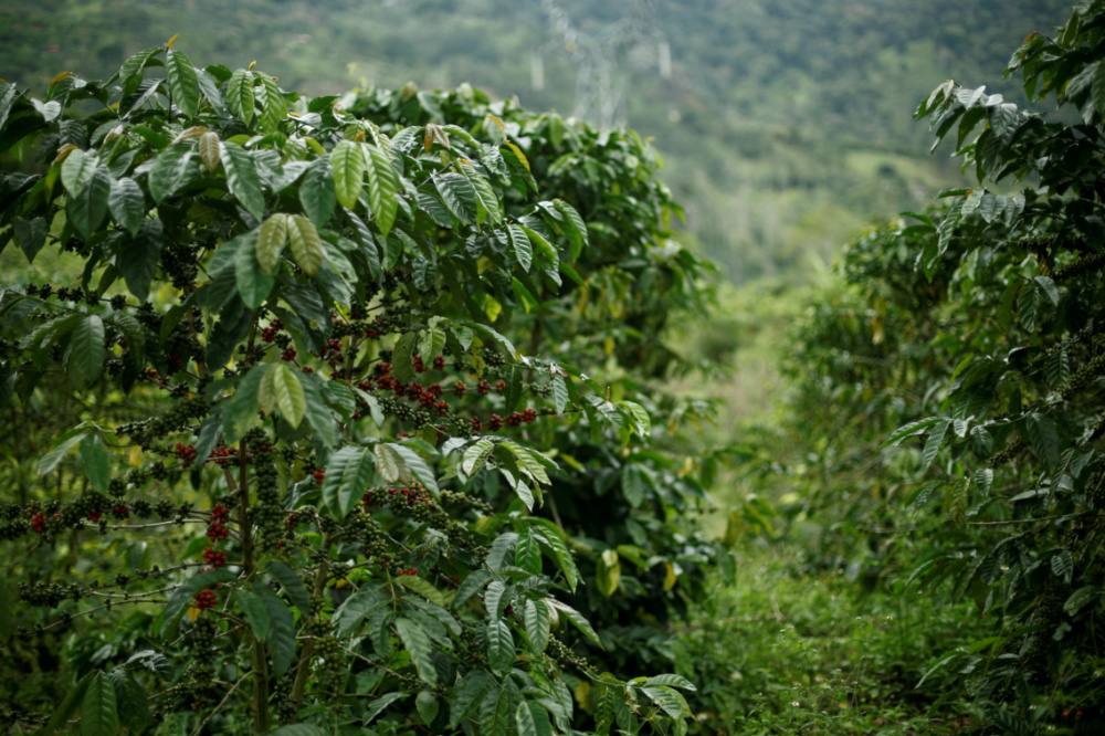 Costa Rica coffee plants