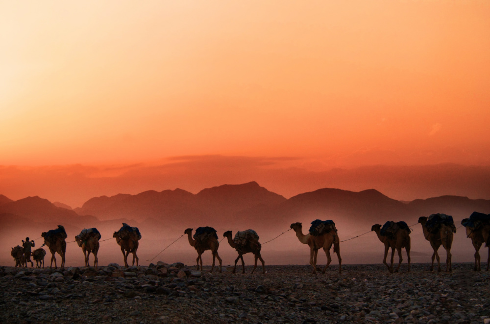 Ethiopia Camels