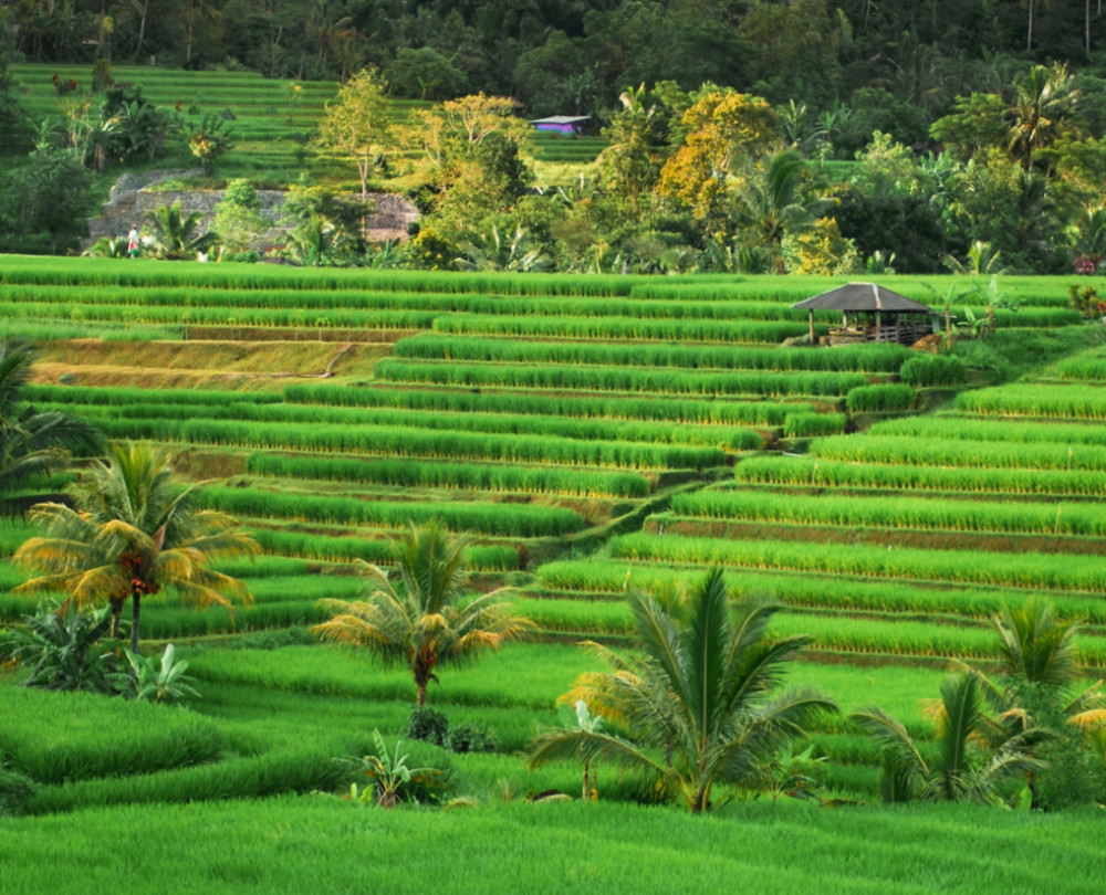 Farm in Indonesia