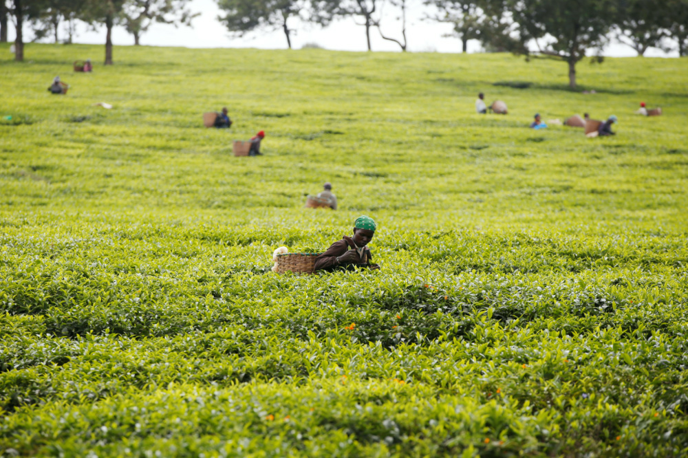 Kenya tea plantations