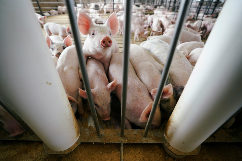 Pigs on a US farm