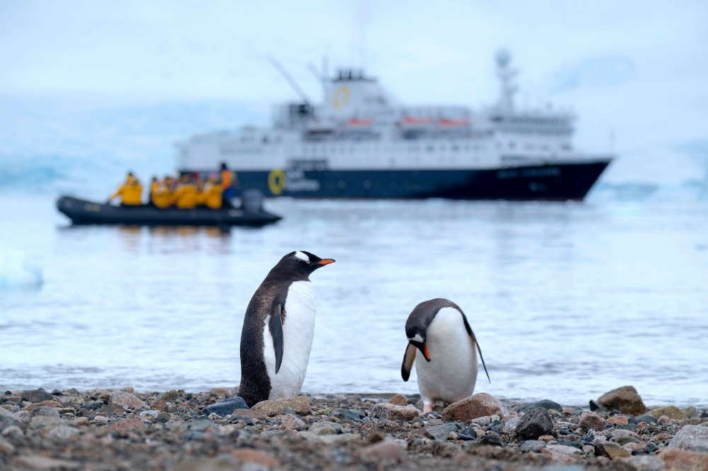 Penguins Danco Island Antarctica