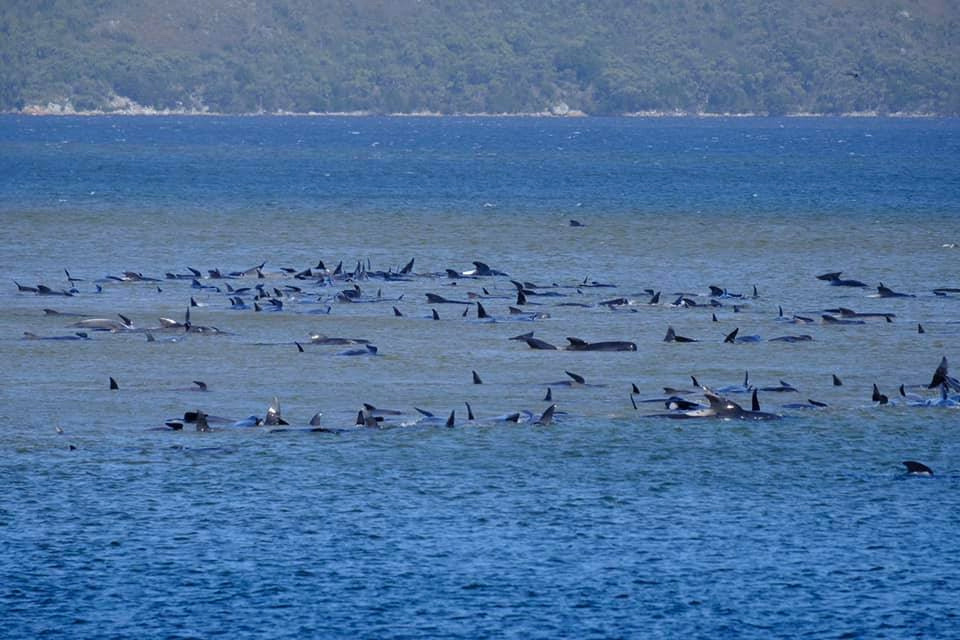 Australia Macquaries Heads whales