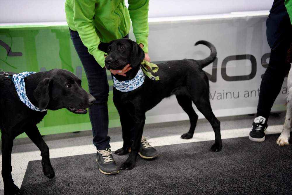 Coronavirus Finland sniffer dogs