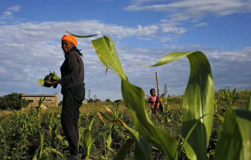 Lesotho picking vegetables
