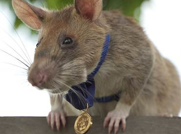 Magawa the rat