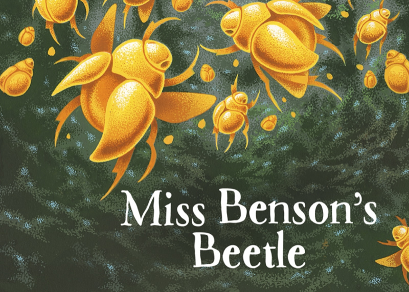 Miss Bensons Beetle small