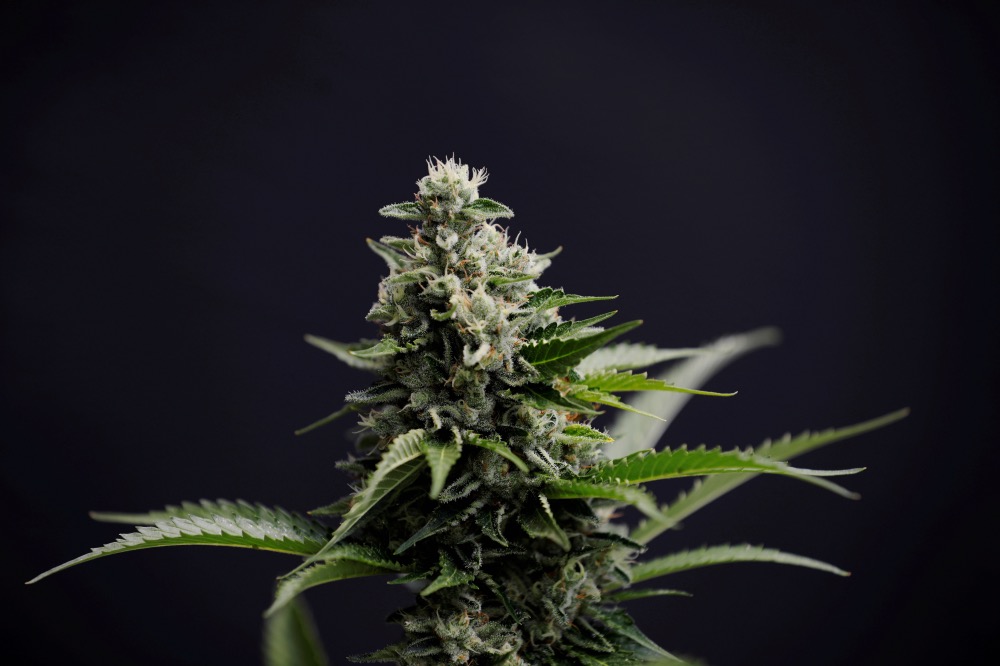 NZ medical marijuana