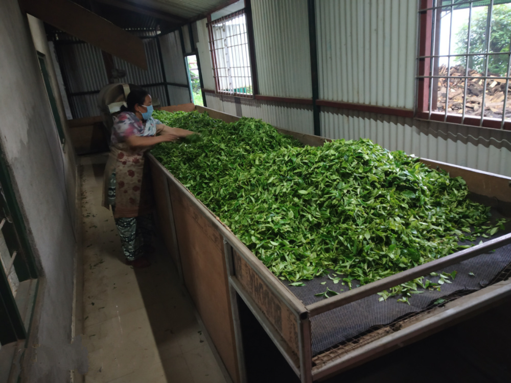 Nepal Tea production2