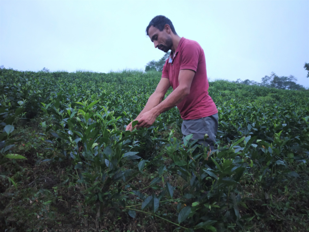 Nepal tea production1