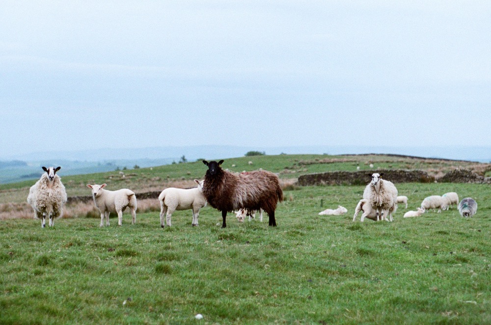 Sheep in Yorkshire Dales