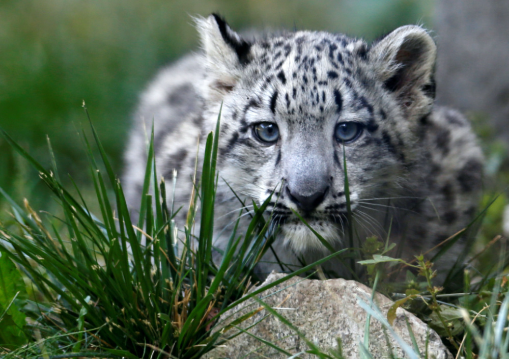 Snow leopard Brookfield Illinois