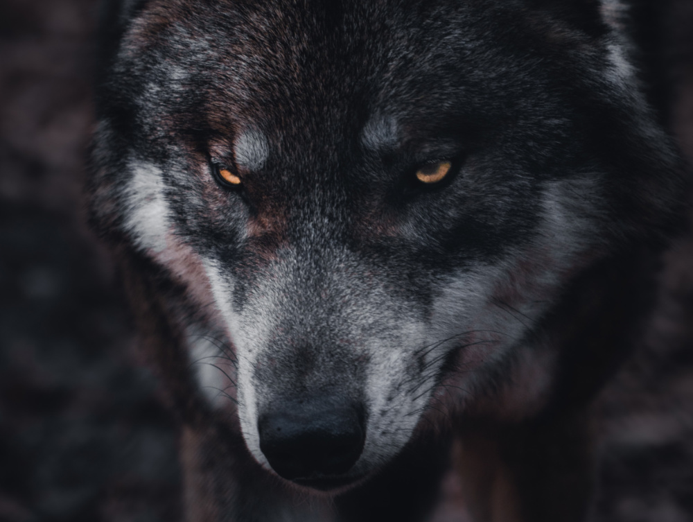 A wolf