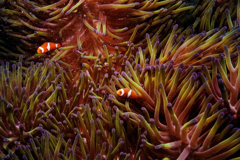Australia Great Barrier Reef clownfish