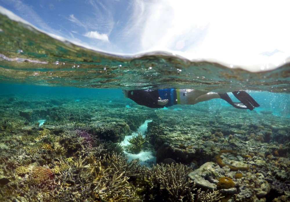Great Barrier Reef snorkeler