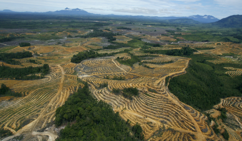 Indonesia West Kalimantan cleared forest