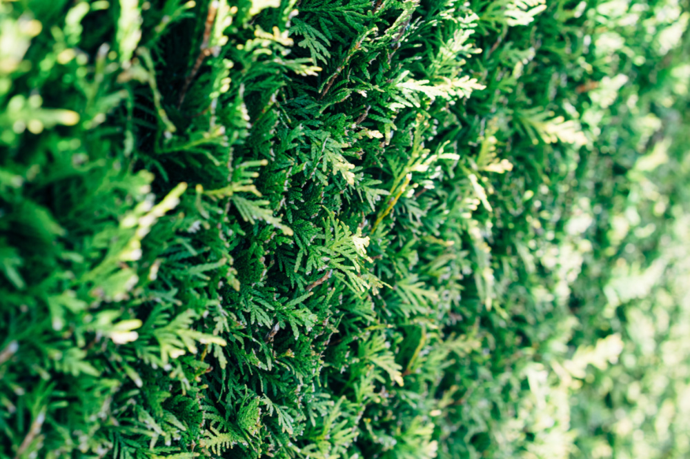Pine hedge