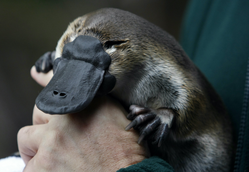 Australia Melbourne Zoo platypus