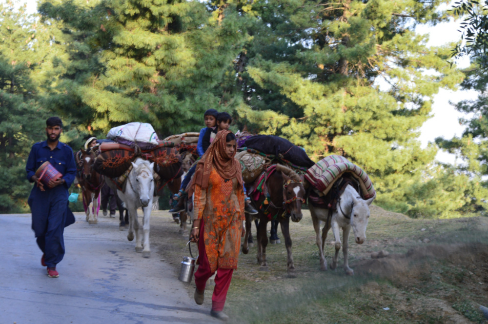 Kashmir pastoralists1