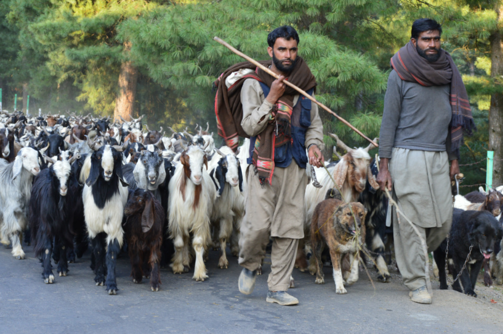 Kashmir pastoralists3
