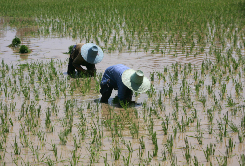 Thailand planting rice