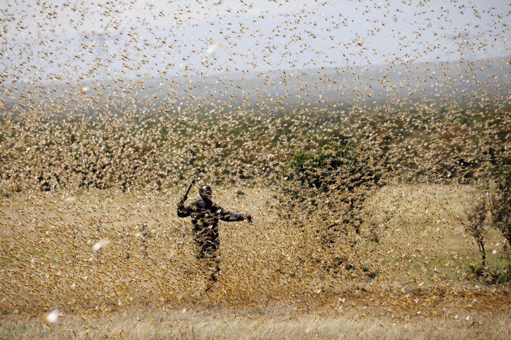 Somalia locust plague