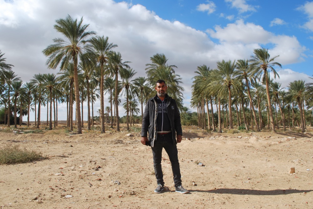 Tunisia palm plantation
