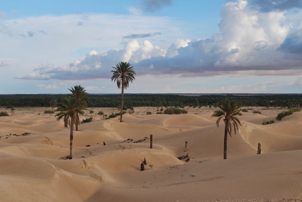 Tunisia palm plantations Zaafrane