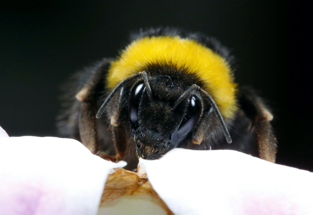 Chile bumblebee
