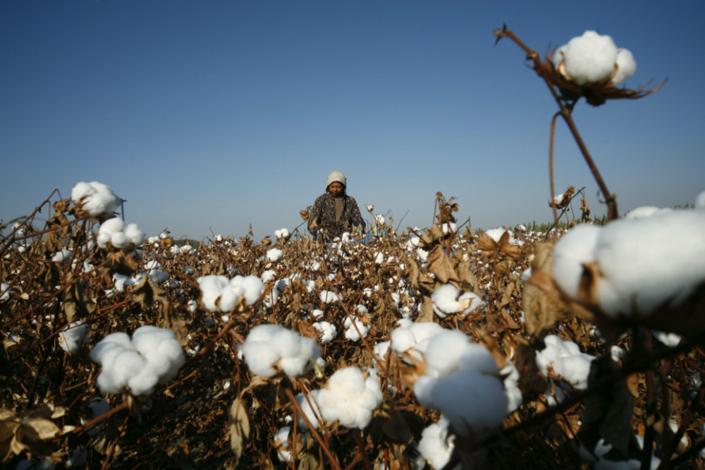 Cotton picking Hami Xinjiang Uighur Autonomous Region 2010