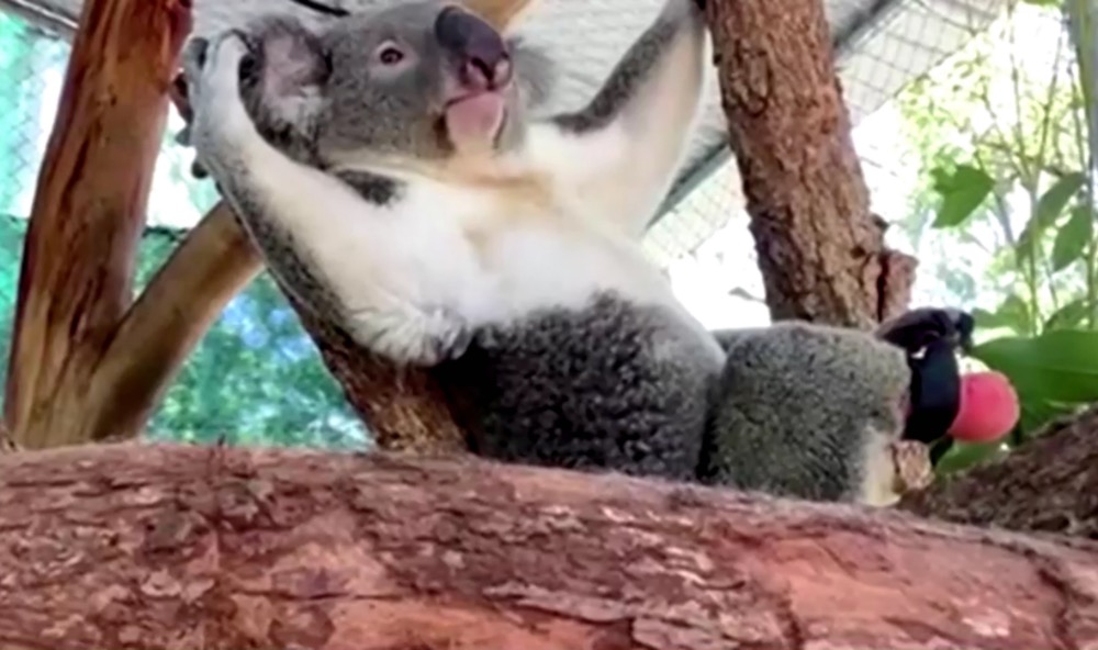Australia Triumph the koala