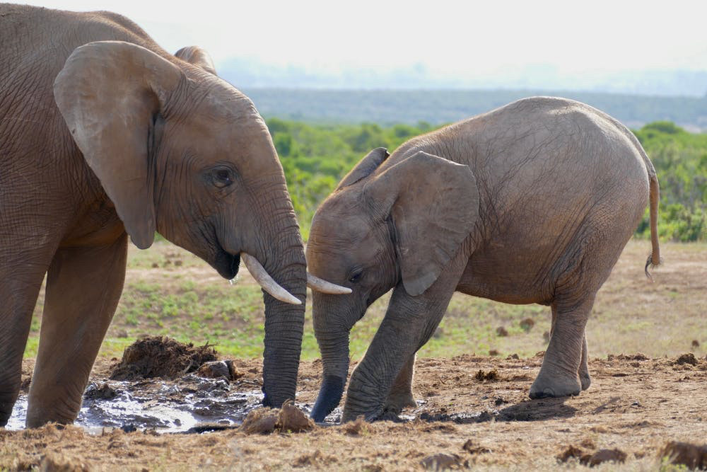 Africa Savanna elephants