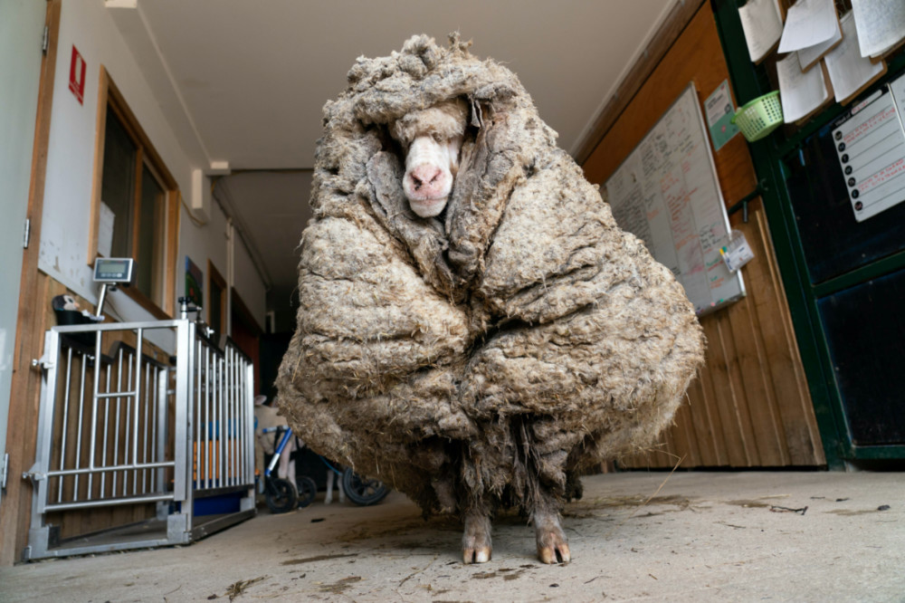 Australia Baarack the sheep
