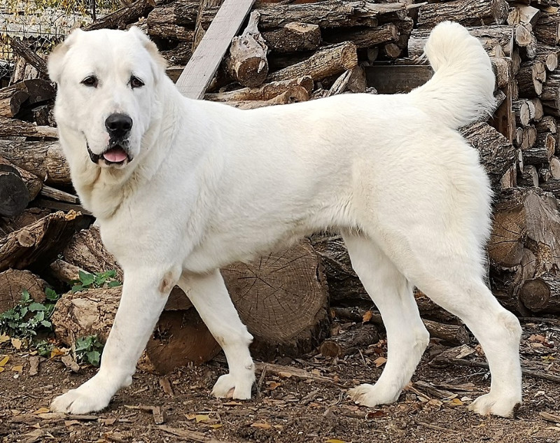 Alabai dog breed