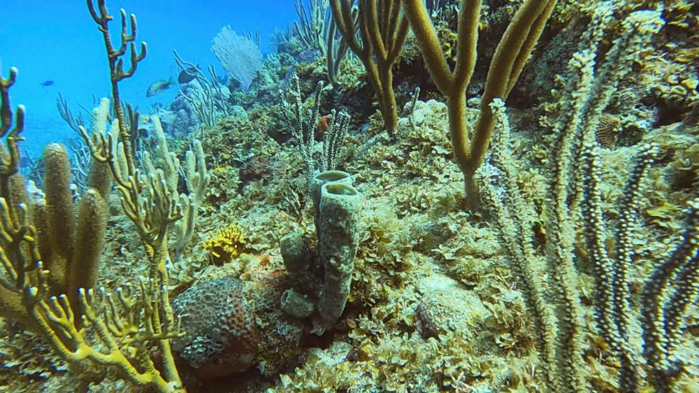 Cuba coral reef