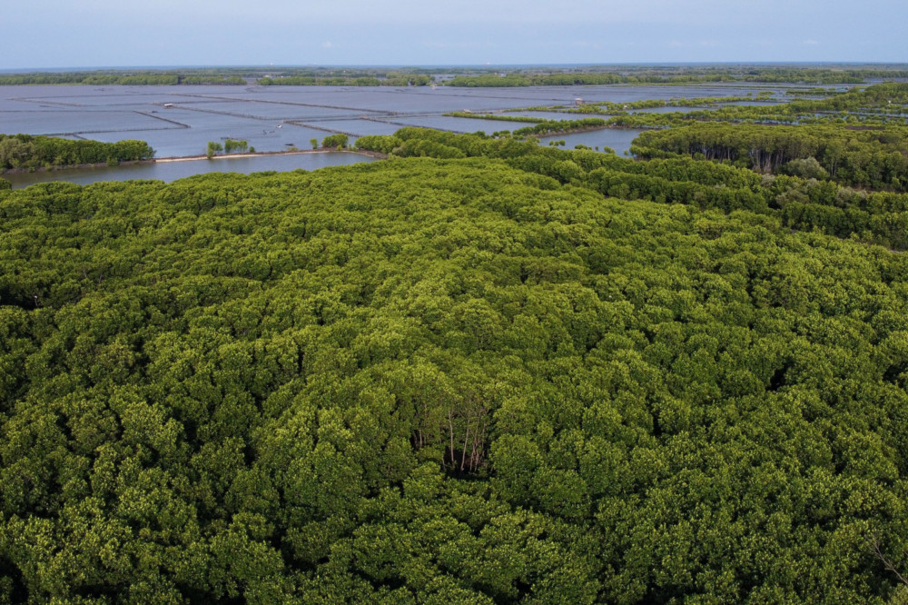 Indonesia mangroves