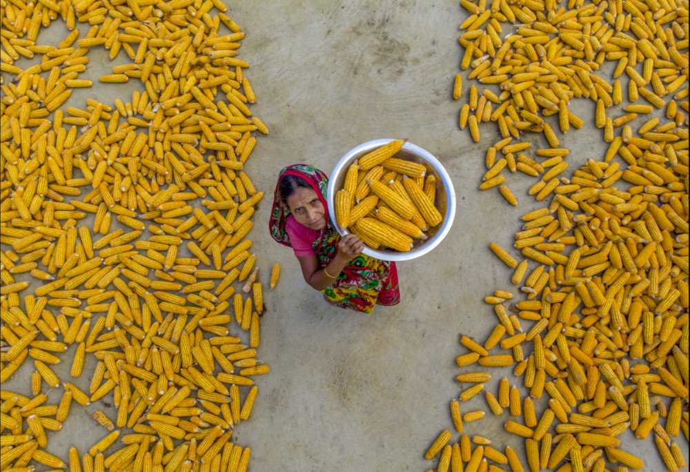 Bangladesh corn2