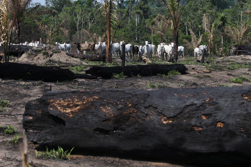 Brazil Para State cattle