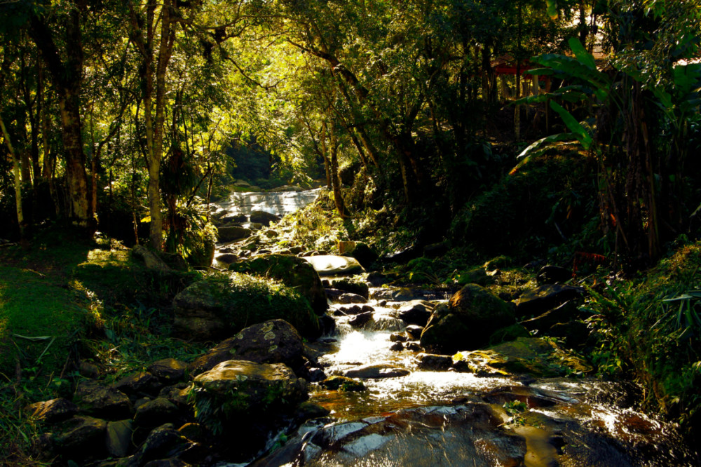 Brazil forest creek