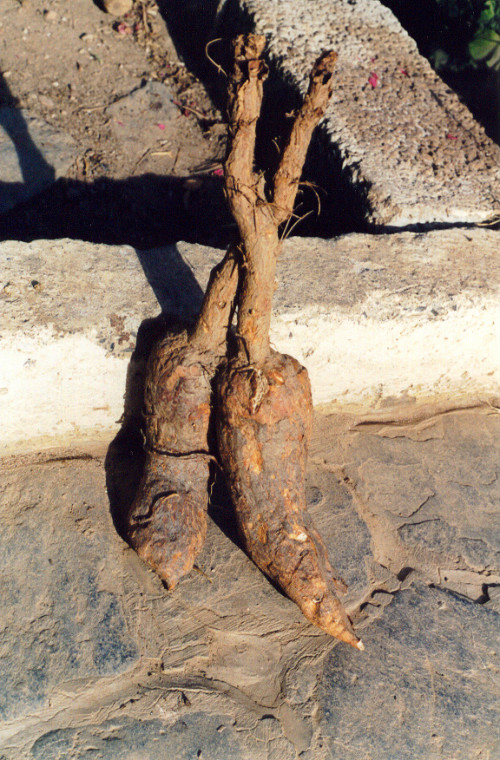 Mandrake roots