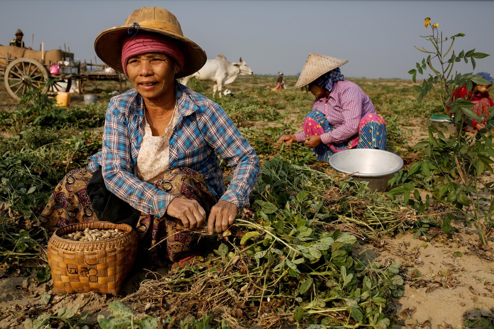 Myanmar Sagyin farmers