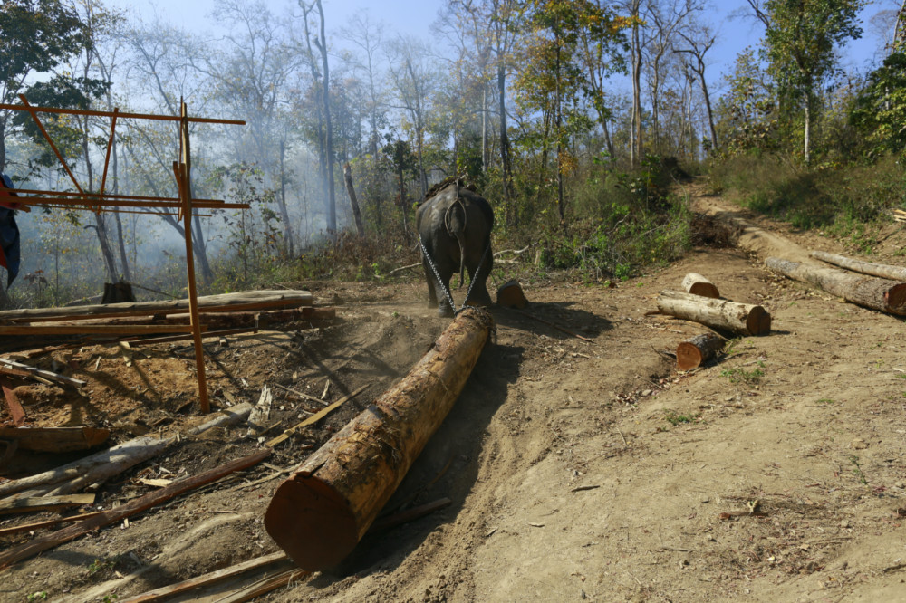 Myanmar elephant logging camp