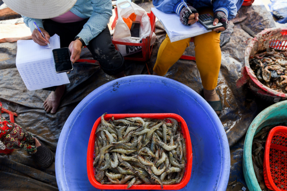 Vietnam shrimp farming2