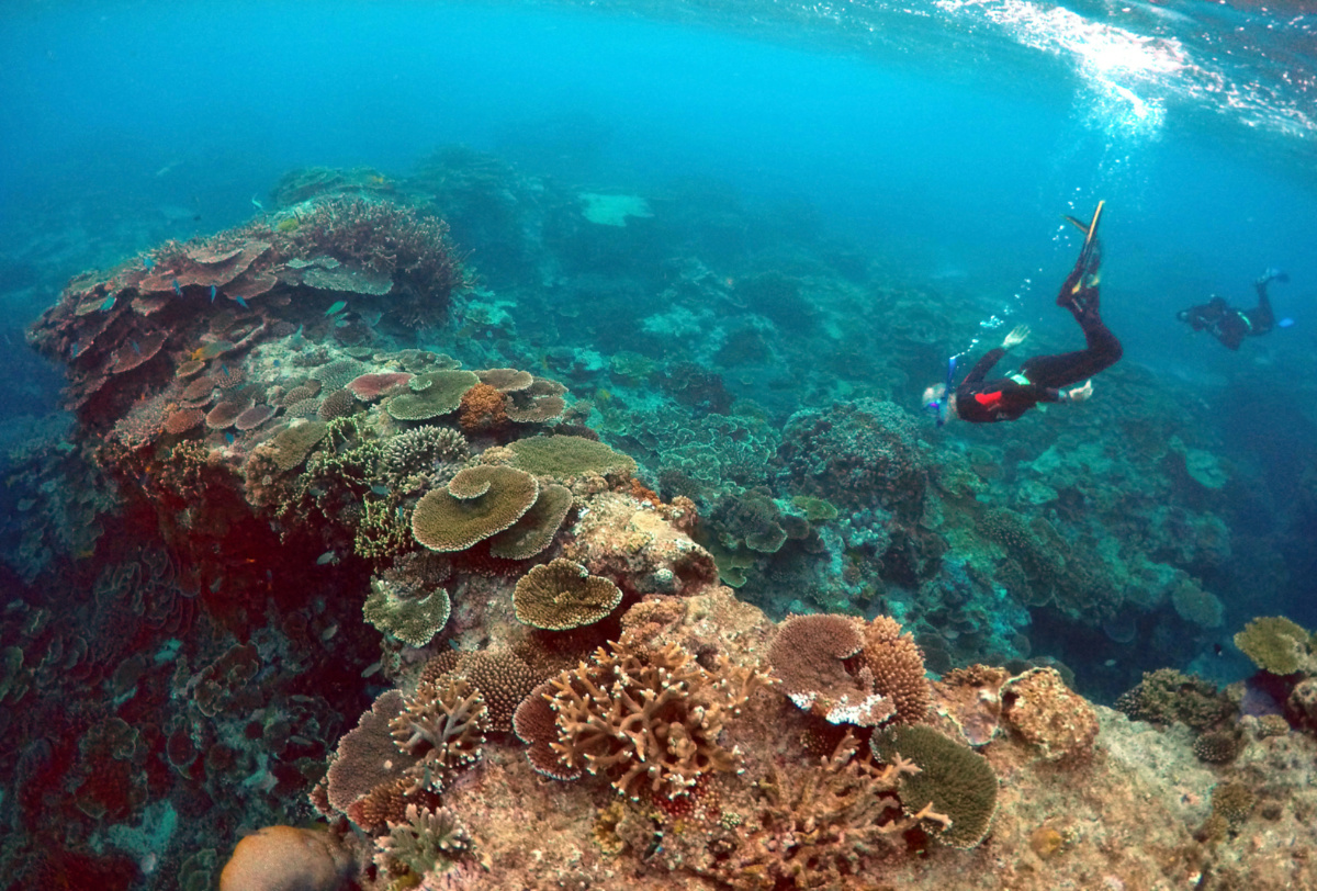 Australia Great Barrier Reef Lady Elliot Island 