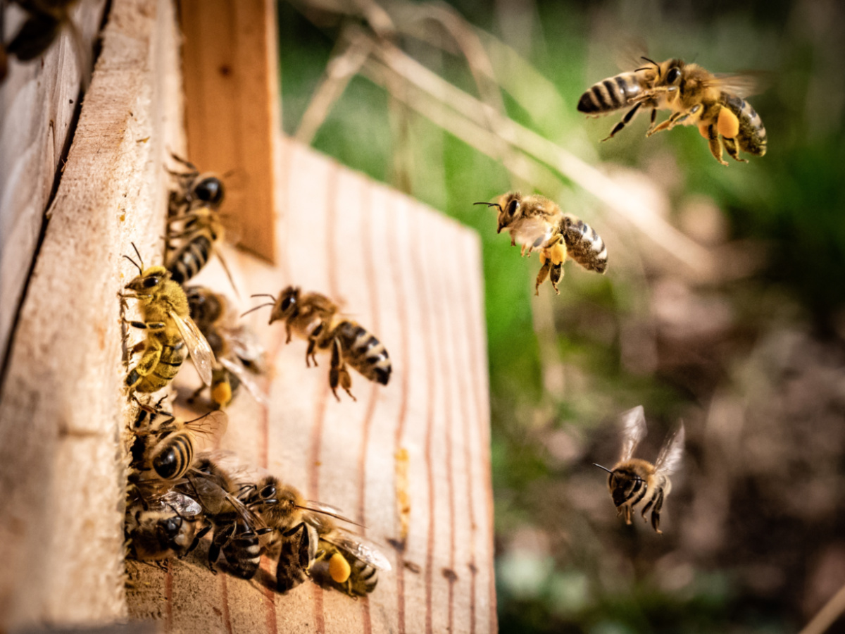 Bees at a hive