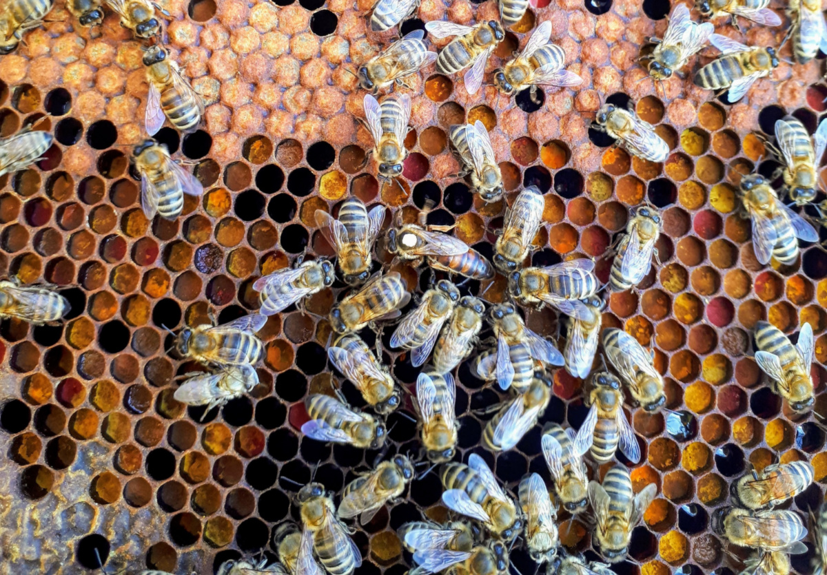 Bees in a hive