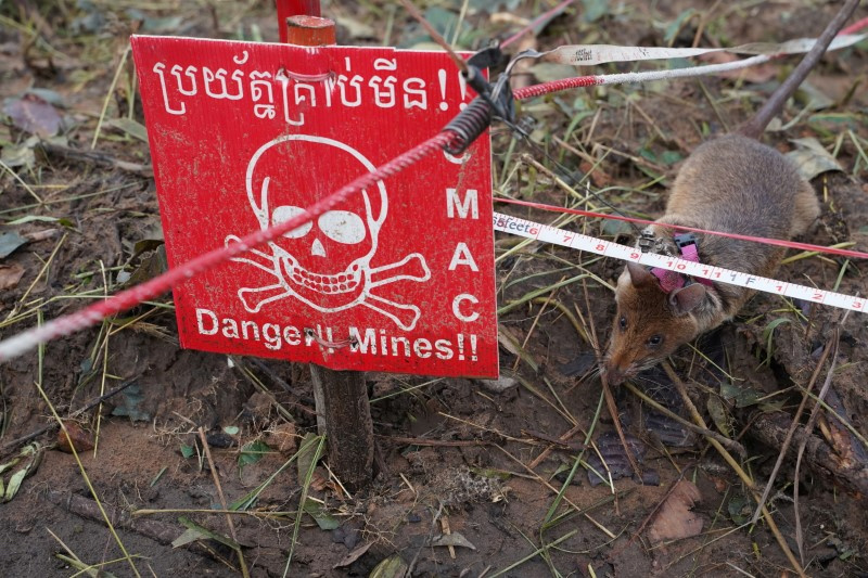 Cambodia rats detecting mines1