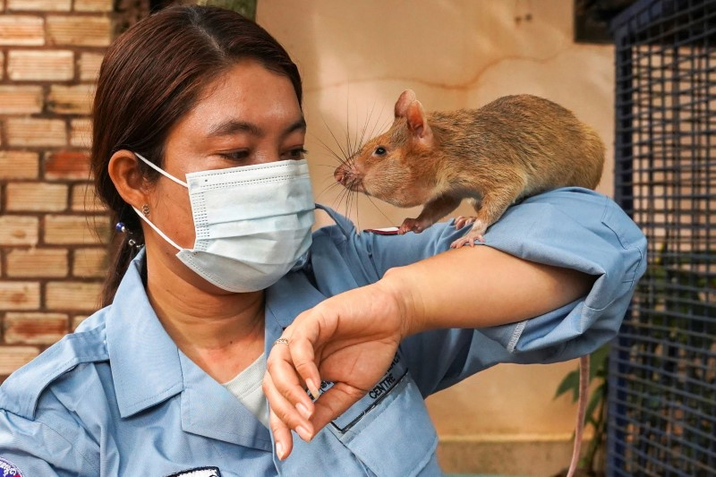 Cambodia rats detecting mines2