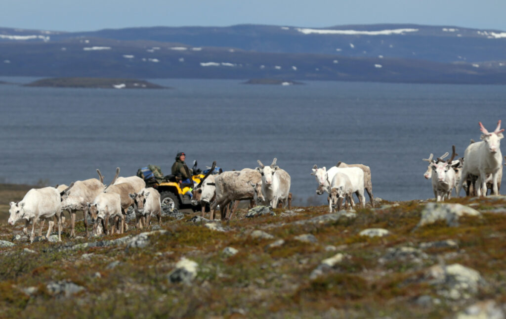Norway Finnmark Plateau Sami herder
